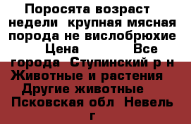 Поросята возраст 4 недели, крупная мясная порода(не вислобрюхие ) › Цена ­ 4 000 - Все города, Ступинский р-н Животные и растения » Другие животные   . Псковская обл.,Невель г.